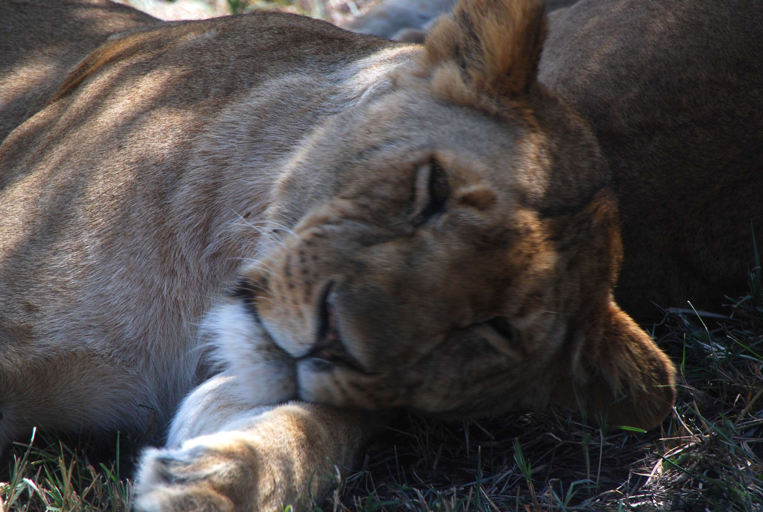 Regreso al Mara - Kenia - Blogs de Kenia - Nuestro primer safari (7)